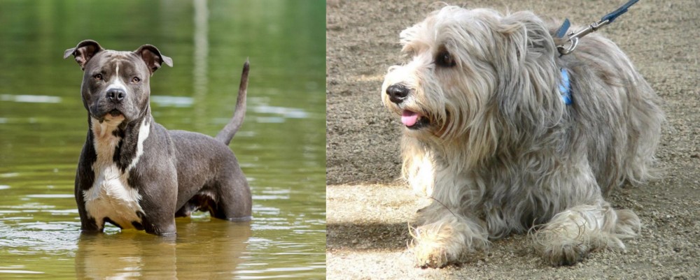 Sapsali vs American Staffordshire Terrier - Breed Comparison