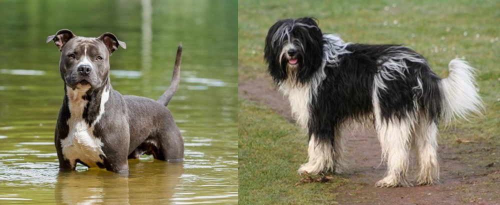 Schapendoes vs American Staffordshire Terrier - Breed Comparison