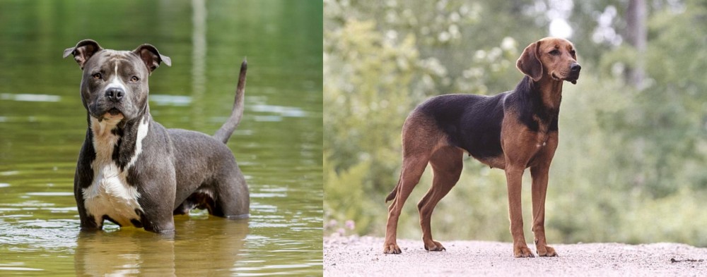 Schillerstovare vs American Staffordshire Terrier - Breed Comparison