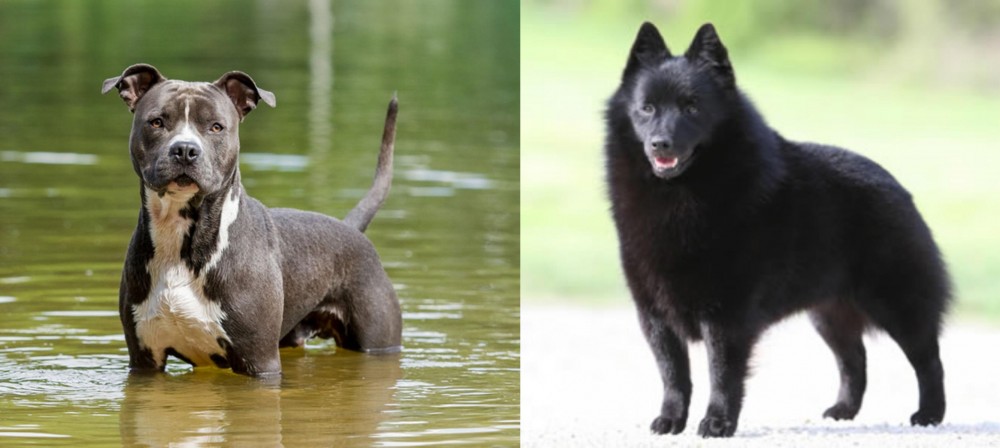 Schipperke vs American Staffordshire Terrier - Breed Comparison