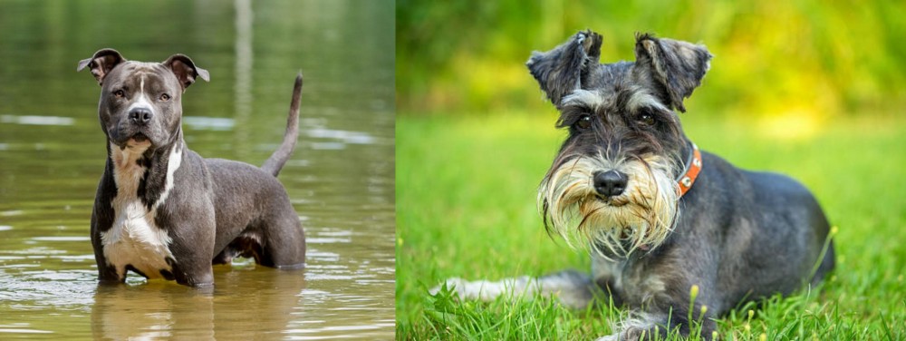Schnauzer vs American Staffordshire Terrier - Breed Comparison