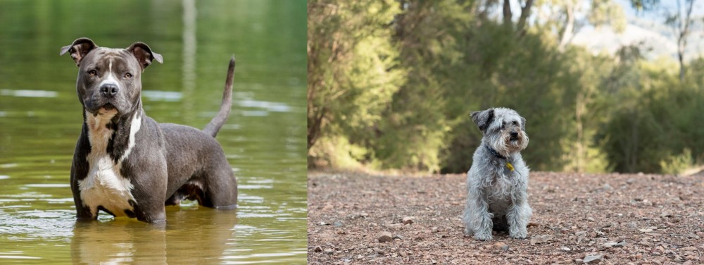 Schnoodle vs American Staffordshire Terrier - Breed Comparison