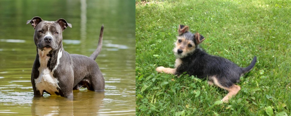 Schnorkie vs American Staffordshire Terrier - Breed Comparison