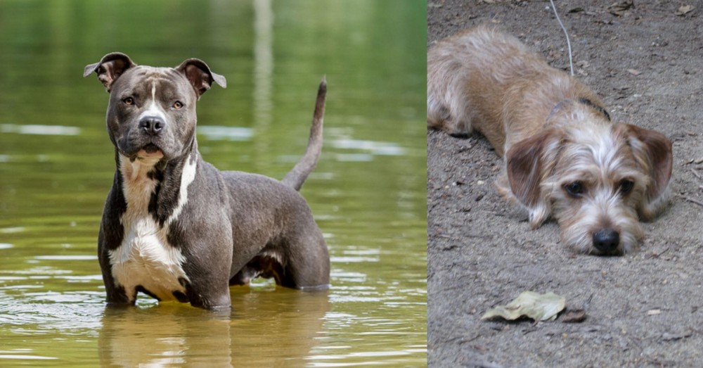 Schweenie vs American Staffordshire Terrier - Breed Comparison