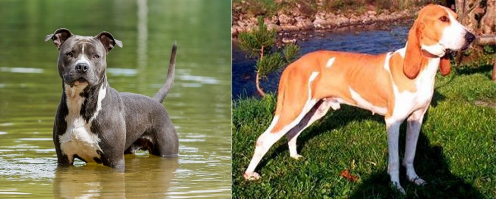 Schweizer Laufhund vs American Staffordshire Terrier - Breed Comparison