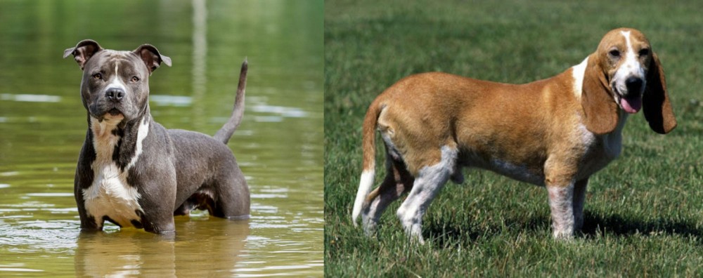 Schweizer Niederlaufhund vs American Staffordshire Terrier - Breed Comparison