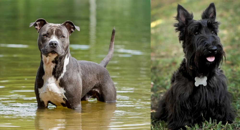 Scoland Terrier vs American Staffordshire Terrier - Breed Comparison