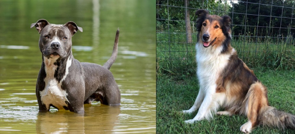 Scotch Collie vs American Staffordshire Terrier - Breed Comparison