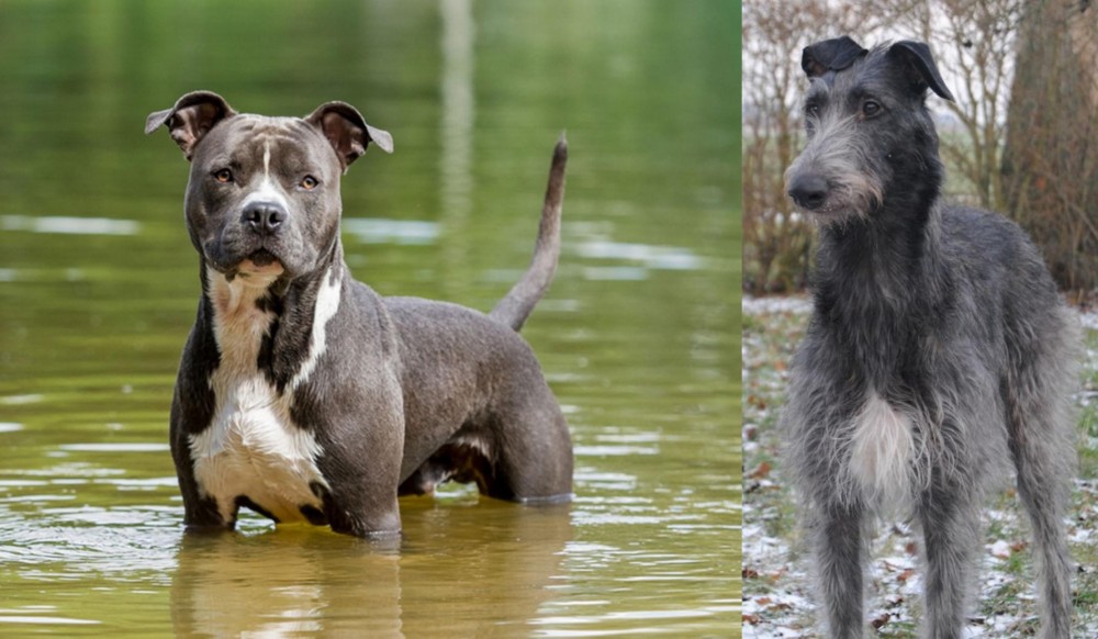 Scottish Deerhound vs American Staffordshire Terrier - Breed Comparison