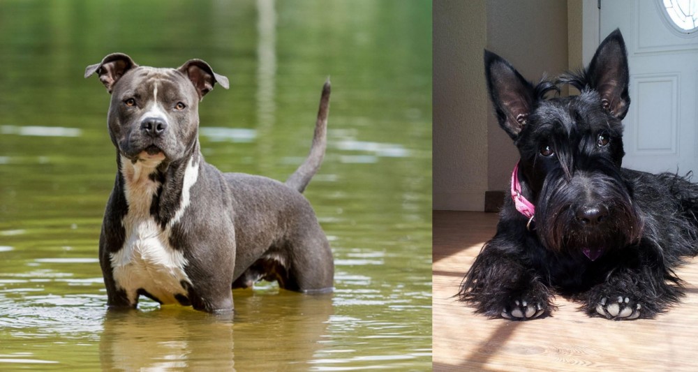 Scottish Terrier vs American Staffordshire Terrier - Breed Comparison