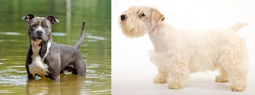 Sealyham Terrier vs American Staffordshire Terrier - Breed Comparison