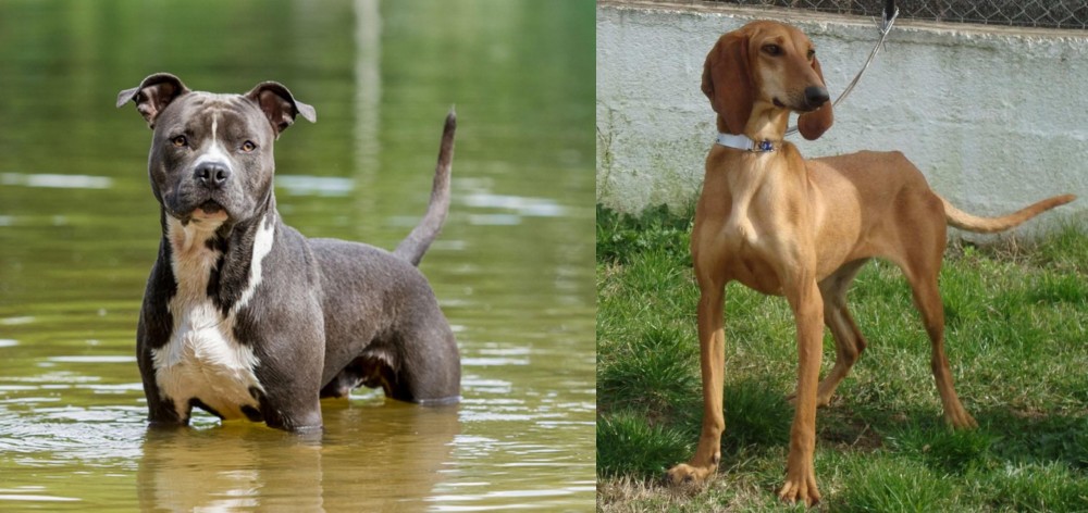 Segugio Italiano vs American Staffordshire Terrier - Breed Comparison