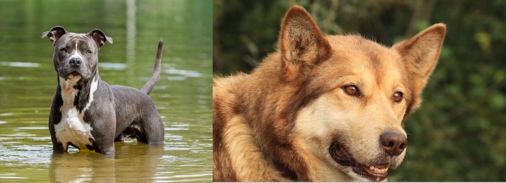 Seppala Siberian Sleddog vs American Staffordshire Terrier - Breed Comparison
