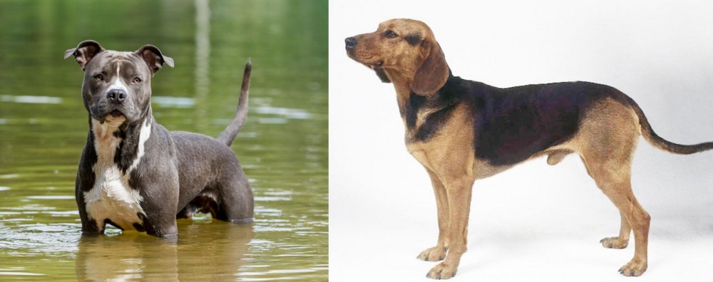 Serbian Hound vs American Staffordshire Terrier - Breed Comparison