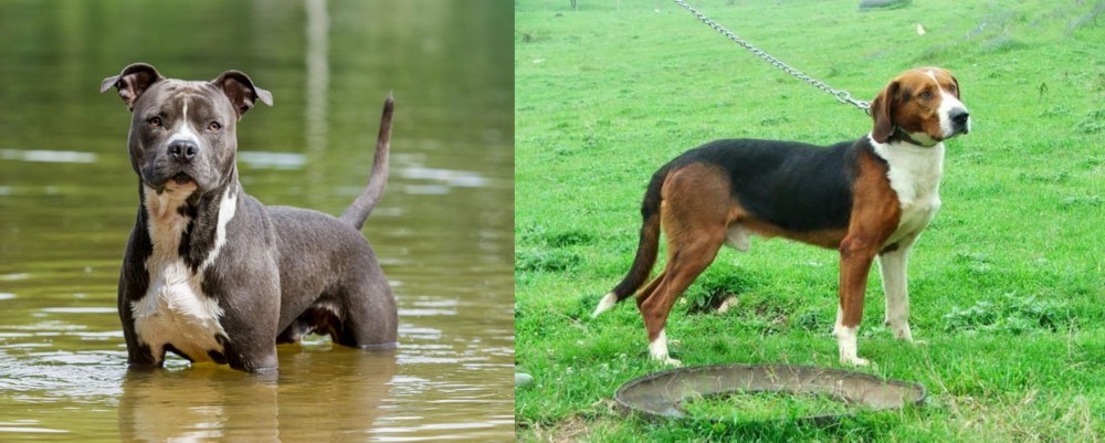 Serbian Tricolour Hound vs American Staffordshire Terrier - Breed Comparison