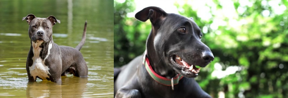 Shepard Labrador vs American Staffordshire Terrier - Breed Comparison