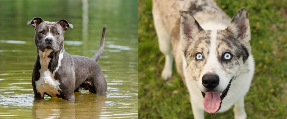 Shepherd Husky vs American Staffordshire Terrier - Breed Comparison
