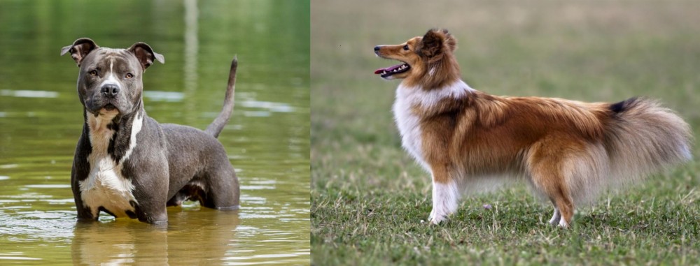 Shetland Sheepdog vs American Staffordshire Terrier - Breed Comparison