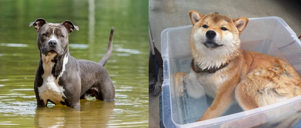 Shiba Inu vs American Staffordshire Terrier - Breed Comparison