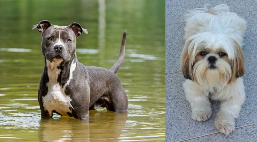 Shih Tzu vs American Staffordshire Terrier - Breed Comparison