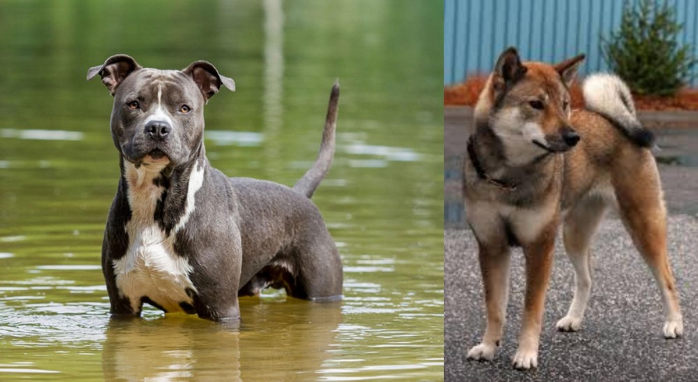 Shikoku vs American Staffordshire Terrier - Breed Comparison