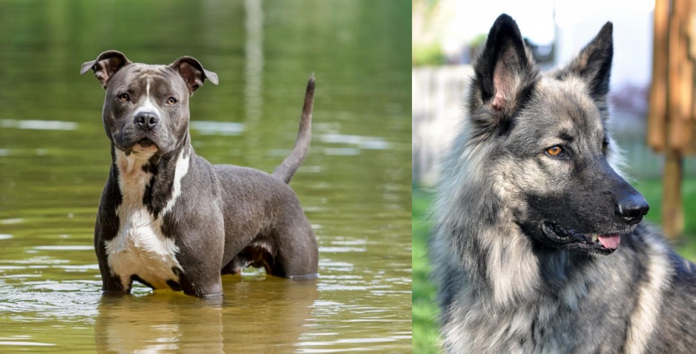 Shiloh Shepherd vs American Staffordshire Terrier - Breed Comparison