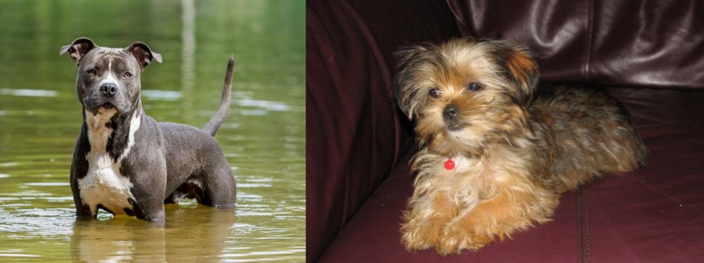 Shorkie vs American Staffordshire Terrier - Breed Comparison