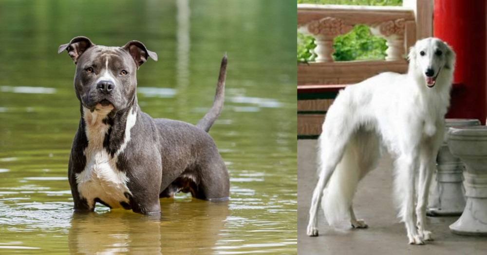 Silken Windhound vs American Staffordshire Terrier - Breed Comparison