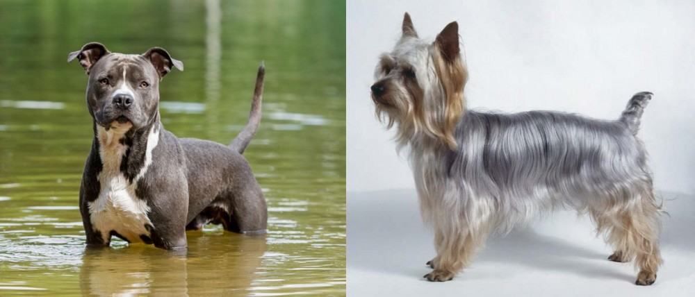 Silky Terrier vs American Staffordshire Terrier - Breed Comparison