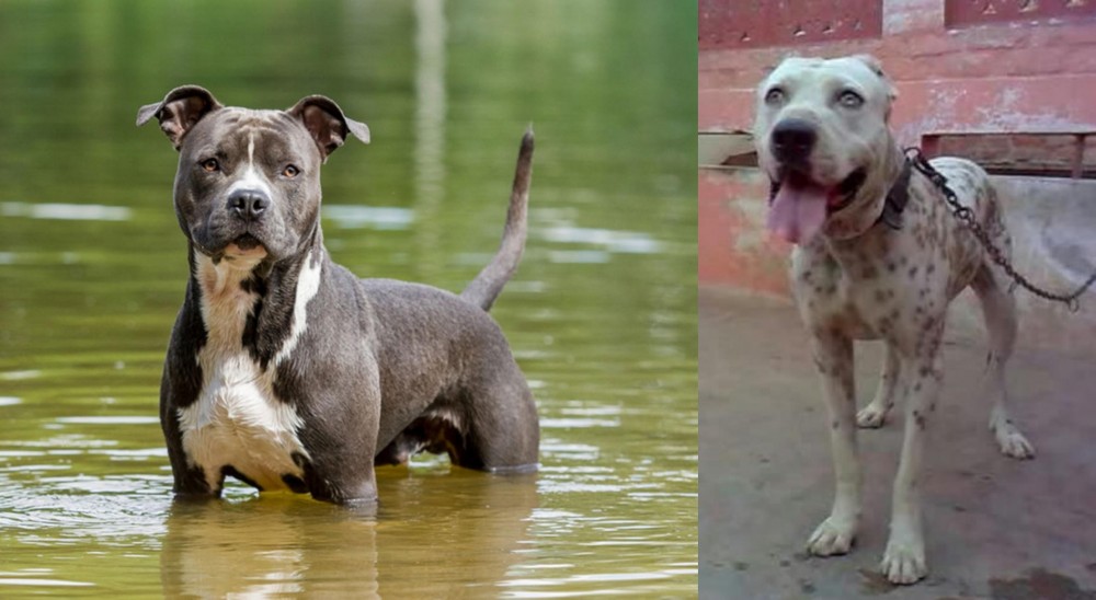 Sindh Mastiff vs American Staffordshire Terrier - Breed Comparison
