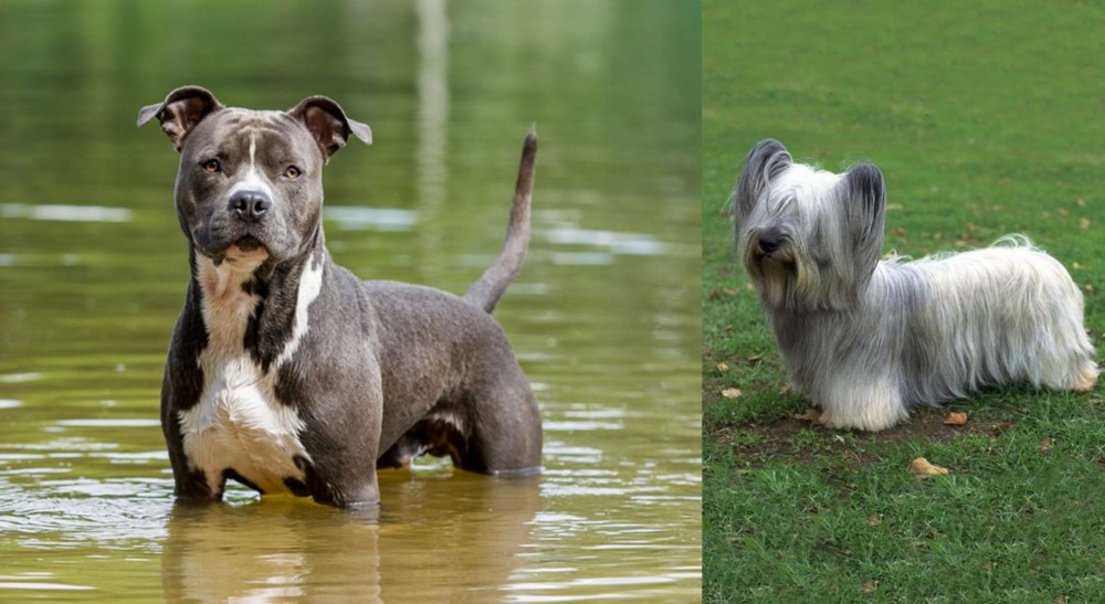 Skye Terrier vs American Staffordshire Terrier - Breed Comparison