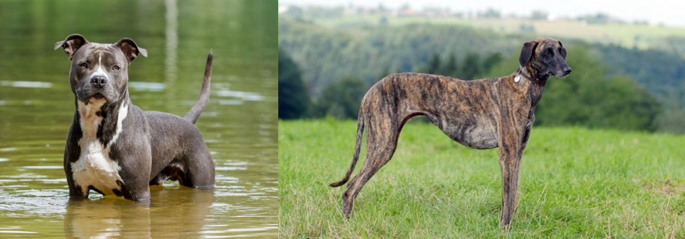 Sloughi vs American Staffordshire Terrier - Breed Comparison