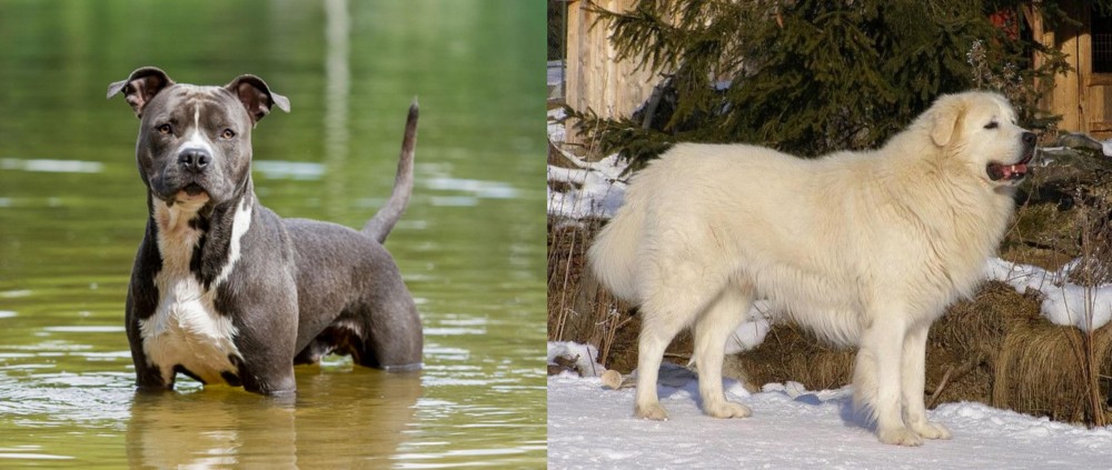Slovak Cuvac vs American Staffordshire Terrier - Breed Comparison