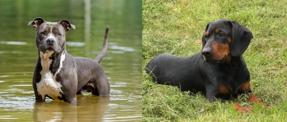 Slovakian Hound vs American Staffordshire Terrier - Breed Comparison