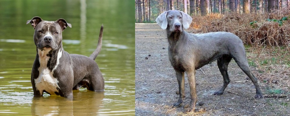 Slovensky Hrubosrsty Stavac vs American Staffordshire Terrier - Breed Comparison