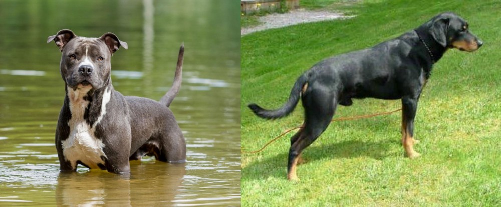 Smalandsstovare vs American Staffordshire Terrier - Breed Comparison
