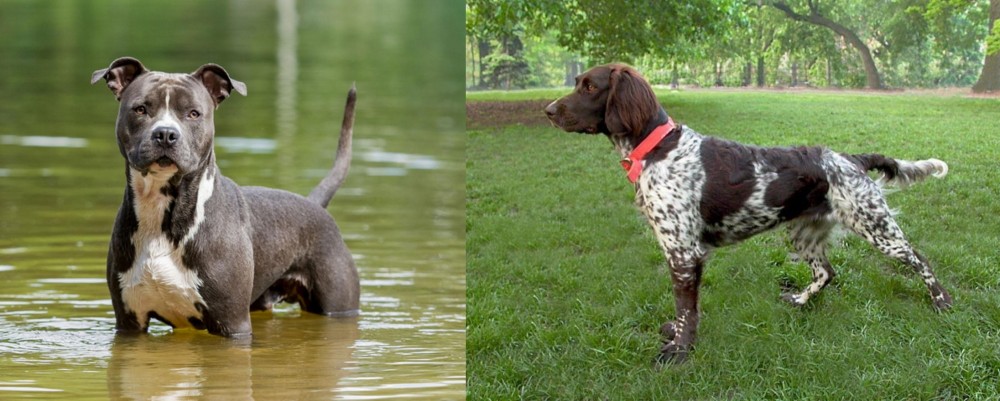 Small Munsterlander vs American Staffordshire Terrier - Breed Comparison