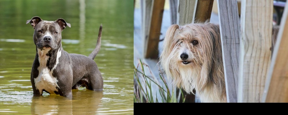 Smithfield vs American Staffordshire Terrier - Breed Comparison