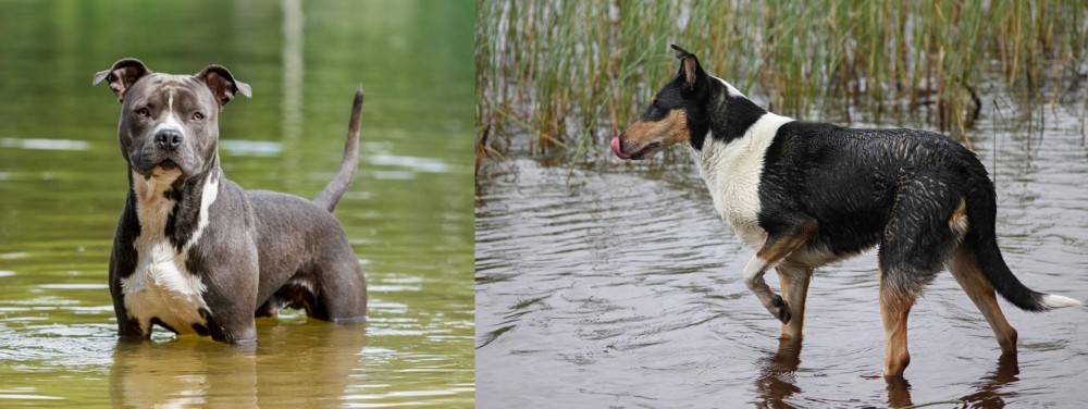 Smooth Collie vs American Staffordshire Terrier - Breed Comparison