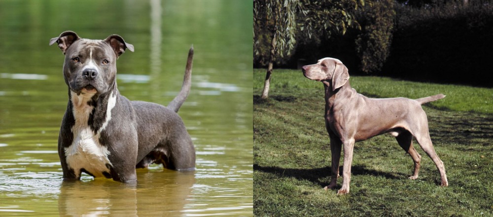 Smooth Haired Weimaraner vs American Staffordshire Terrier - Breed Comparison