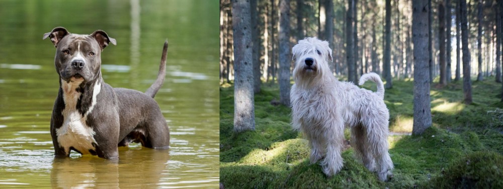 Soft-Coated Wheaten Terrier vs American Staffordshire Terrier - Breed Comparison