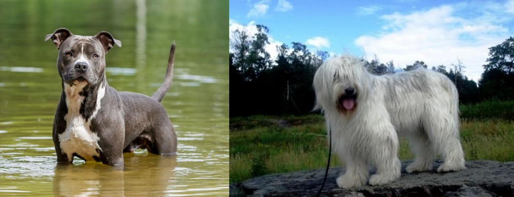 South Russian Ovcharka vs American Staffordshire Terrier - Breed Comparison