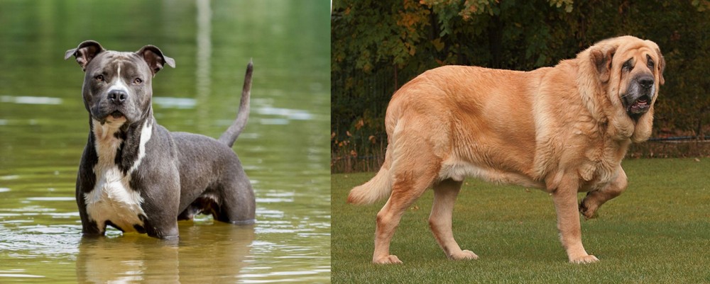 Spanish Mastiff vs American Staffordshire Terrier - Breed Comparison