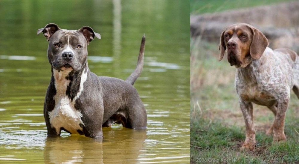 Spanish Pointer vs American Staffordshire Terrier - Breed Comparison