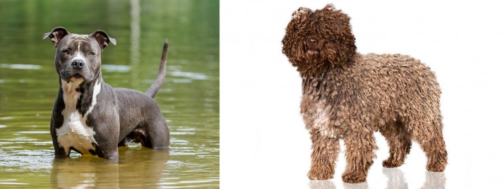 Spanish Water Dog vs American Staffordshire Terrier - Breed Comparison