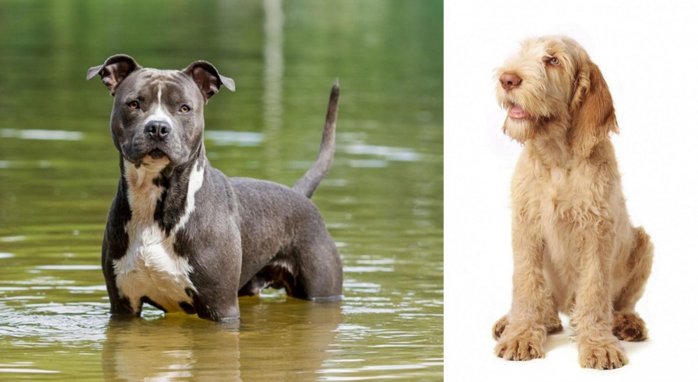 Spinone Italiano vs American Staffordshire Terrier - Breed Comparison