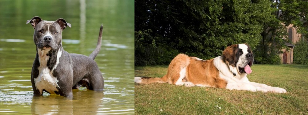 St. Bernard vs American Staffordshire Terrier - Breed Comparison