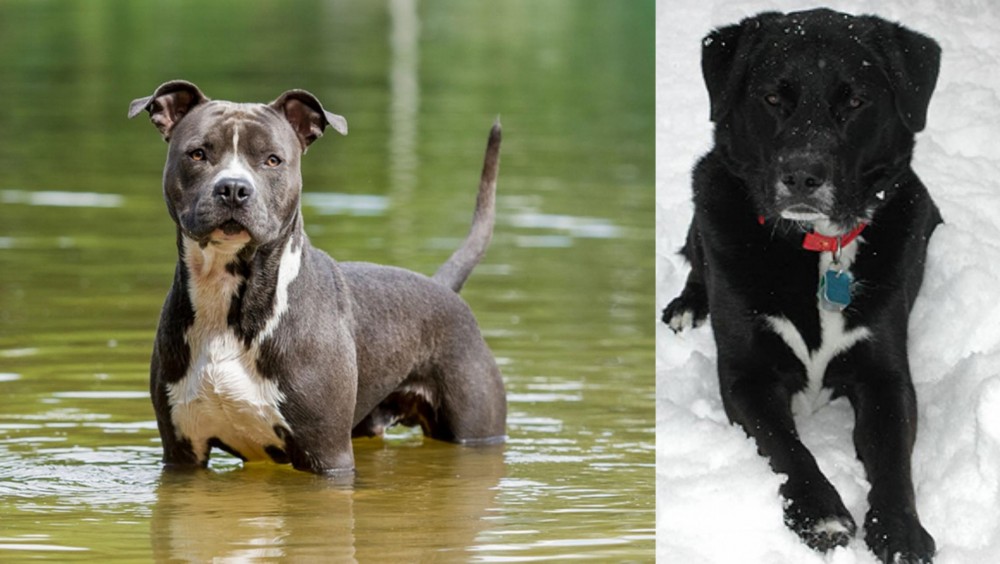 St. John's Water Dog vs American Staffordshire Terrier - Breed Comparison