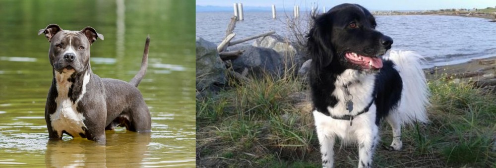 Stabyhoun vs American Staffordshire Terrier - Breed Comparison