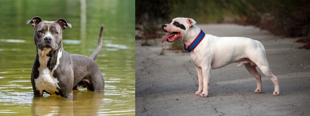 Staffordshire Bull Terrier vs American Staffordshire Terrier - Breed Comparison